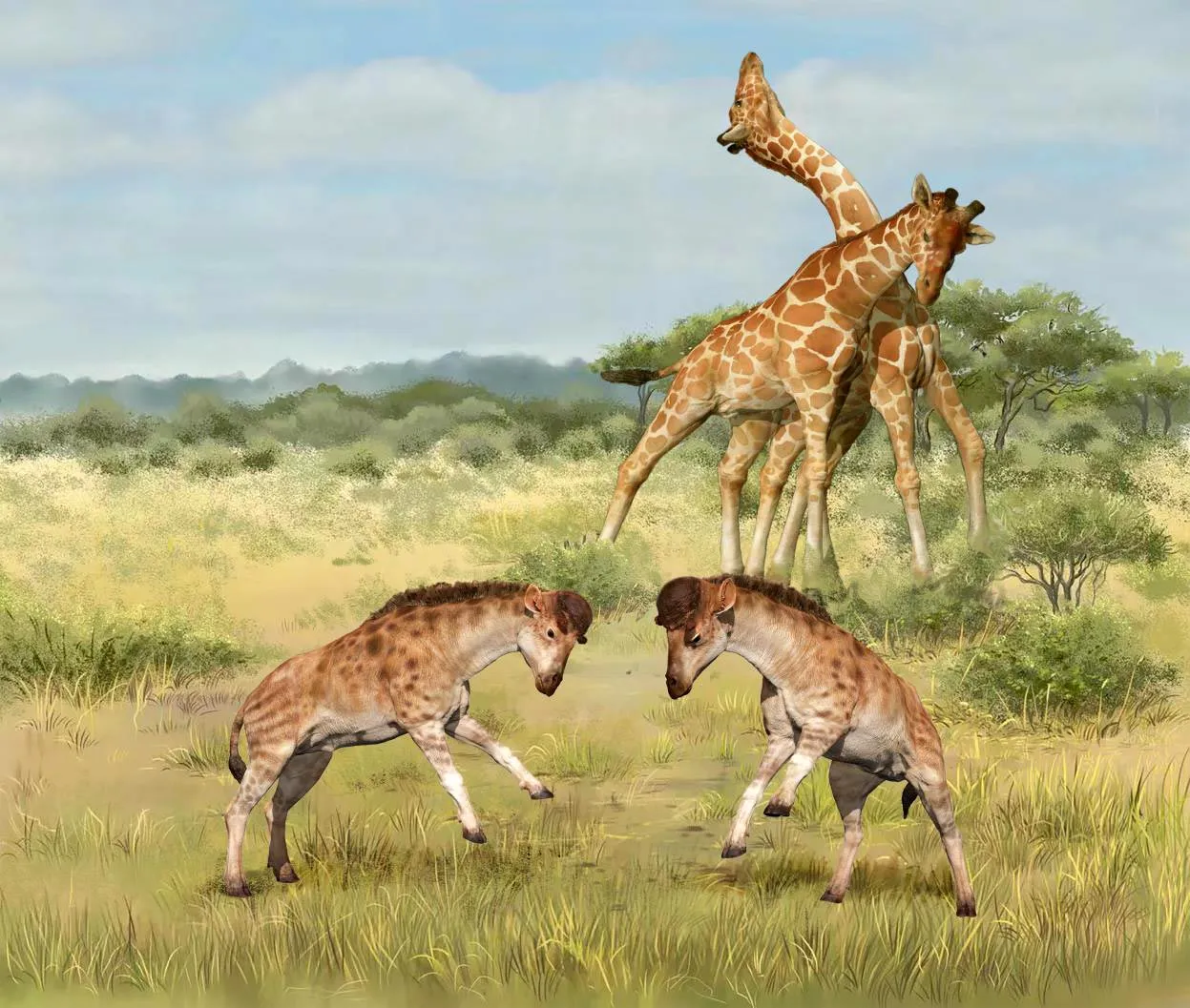 Compétitions intermédiaires de la Girafe