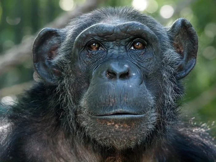 Visage de chimpanzé