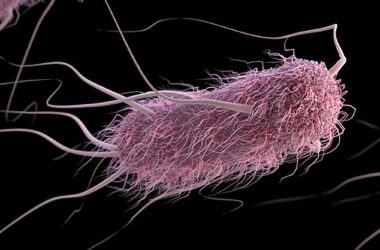 Des bactéries génétiquement modifiées, contrôlées par le son, qui recherchent et détruisent les cellules cancéreuses.