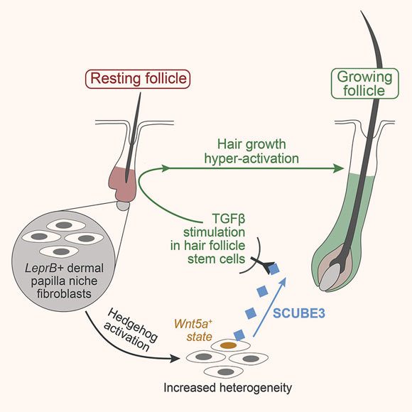 Liu et al. montrent que dans la peau normale de la souris, Scube3 est exprimé uniquement dans les papilles dermiques des follicules en croissance, mais pas dans les follicules au repos. La micro-injection de la protéine SCUBE3 est suffisante pour induire la croissance de nouveaux poils, et l'inhibition pharmacologique du TGF-β résout le phénotype d'hyperactivation des poils mutants. De plus, l'expression de SCUBE3 enrichie par le derme et la papille et son effet d'activation de la croissance sont partiellement conservés dans les follicules pileux du cuir chevelu humain. Crédit image : Liu et al, doi : 10.1016/j.devcel.2022.06.005.