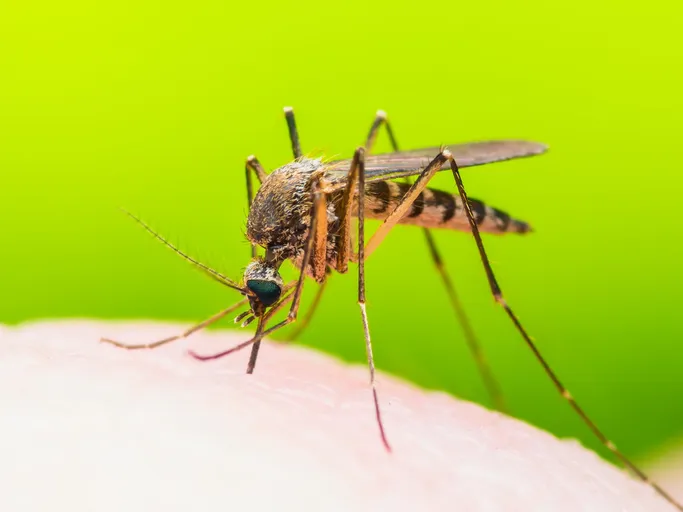 Le paludisme chez les moustiques