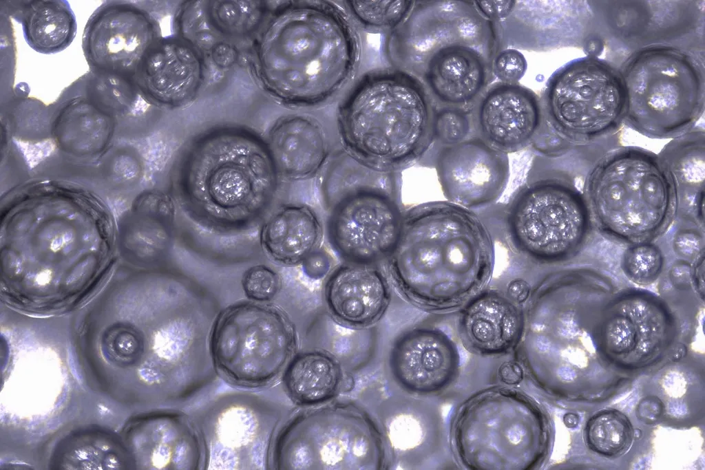 Une mousse capable de délivrer des bulles de monoxyde de carbone dans le tractus gastro-intestinal