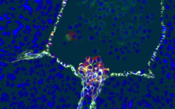 Cellules souches sanguines humaines émergeant de cellules endothéliales spécialisées dans la paroi d'une aorte embryonnaire. Crédit image : Hanna Mikkola Lab, UCLA / Katja Schenke-Layland Lab, Université de Tübingen.