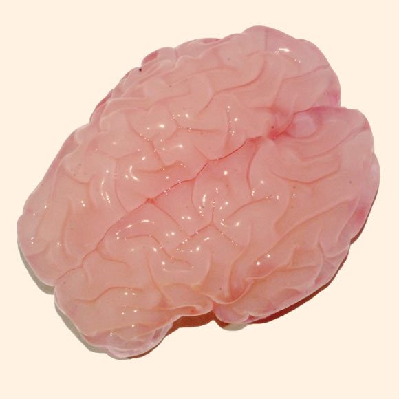 Modèle de gel d'un cerveau fœtal après avoir été immergé dans un solvant liquide, la compression résultante a conduit à la formation de plis similaires en taille et en forme aux cerveaux réels. Crédit image : Tuomas Tallinen et al.