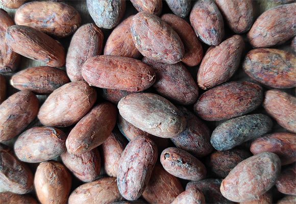 Bapir et al. confirment que le cacao peut diminuer la pression artérielle et la rigidité artérielle dans la vie quotidienne lorsqu'elle est élevée dans la fourchette normale. Crédit image : Sci-News.com.