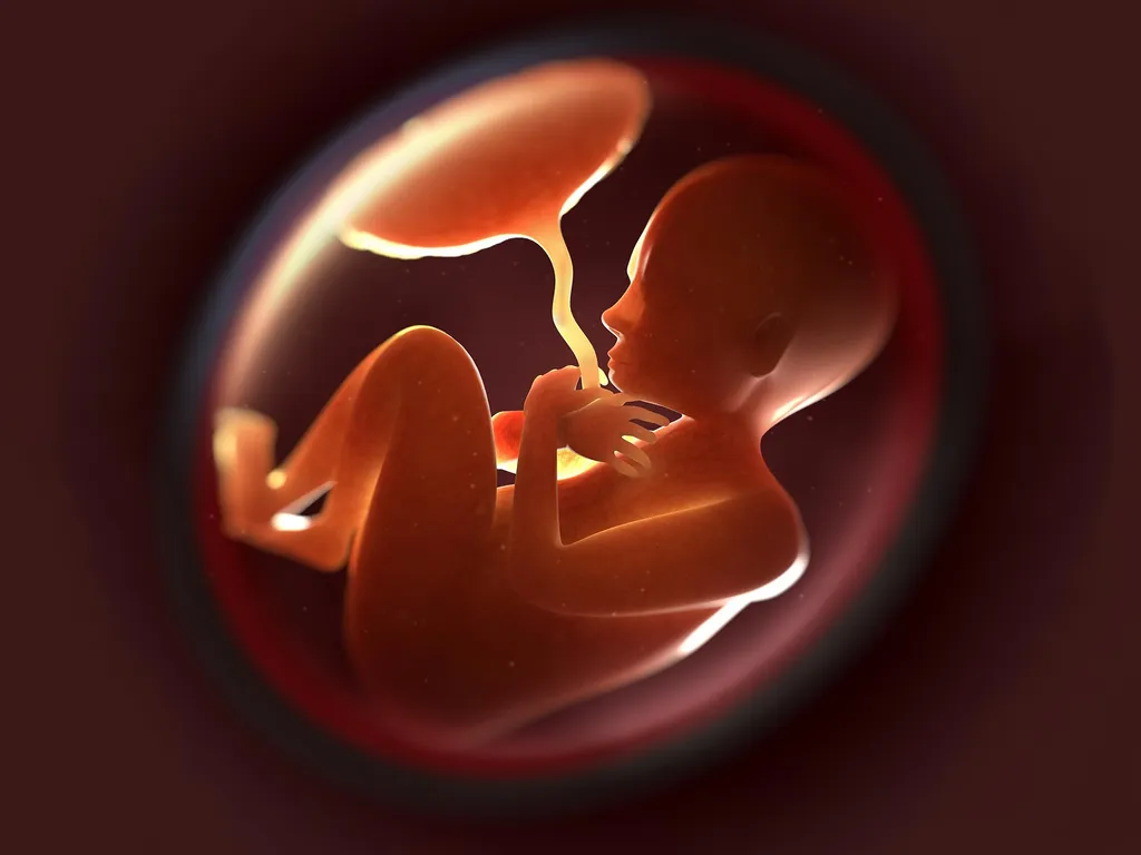 Le fœtus dans l'utérus