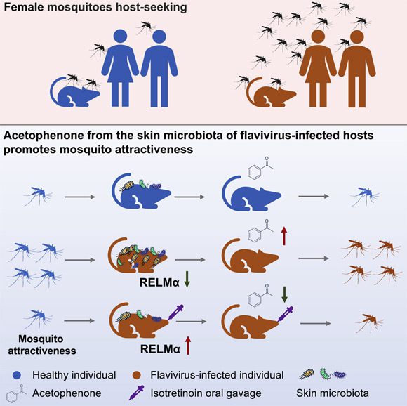 Zhang et al. ont observé que les moustiques Aedes préféraient rechercher et se nourrir de souris infectées par les virus de la dengue et du Zika. Crédit image : Zhang et al., doi : 10.1016/j.cell.2022.05.016.
