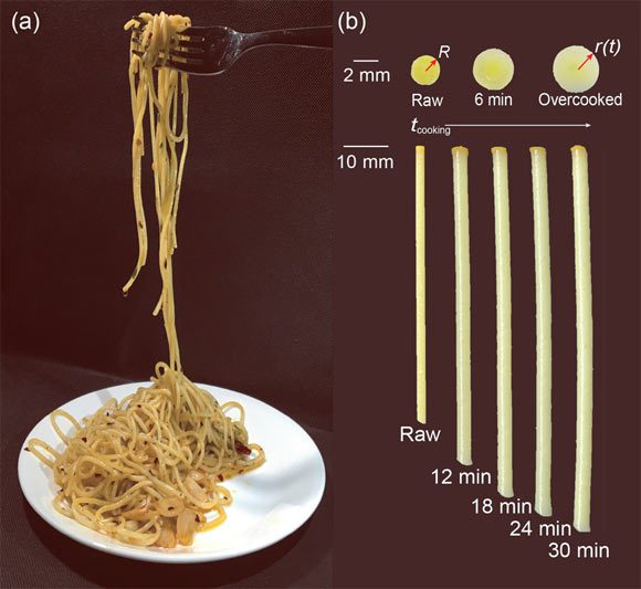 Hwang et al. ont étudié la coalescence des pâtes gonflantes induite par les capillaires ; ils ont observé que, lorsque les pâtes sont cuites (donc gonflées et ramollies), l'action capillaire déforme plus facilement la nouille, et que deux nouilles de pâtes peuvent coalescer avec la longueur de bâton la plus courte : (a) image de spaghetti aglio e olio ; l'adhésion capillaire entre les nouilles est induite par l'huile d'olive assaisonnée d'ail et de poivre ; (b) croissance radiale et axiale des pâtes au fil du temps à 100 degrés Celsius en raison du gonflement hygroscopique ; la déformation radiale augmente jusqu'à 70% de sa déformation initiale et la déformation axiale jusqu'à 40% de sa déformation initiale après 30 minutes de cuisson (à 100 degrés Celsius) ; la section transversale des pâtes montre un gradient de couleur avant qu'elles ne soient suffisamment cuites. Crédit d'image : Hwang et al, doi : 10.1063/5.0083696.