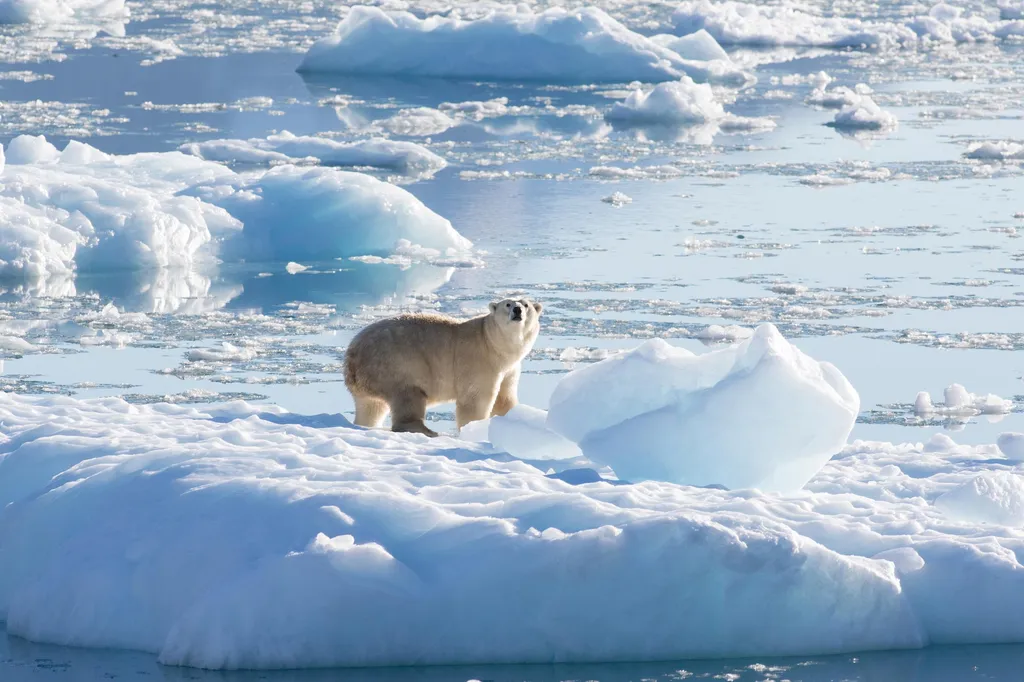 Ours polaire du sud-est du Groenland