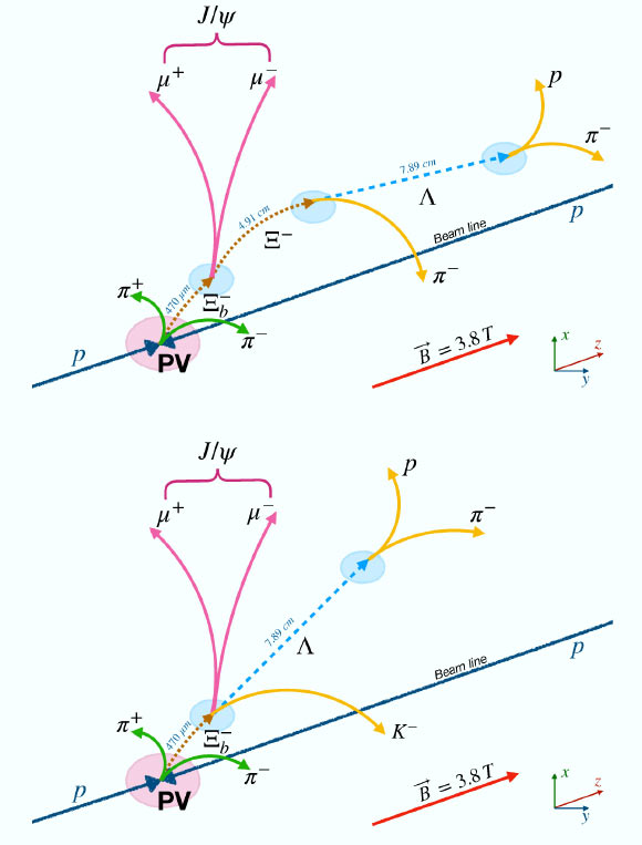 La topologie de la désintégration Ξb(6100)-Ξ-bπ+π-, où le Ξ-b se désintègre en J/ψΞ- (en haut) ou en J/ψΛK- (en bas) ; les chiffres en bleu sont les longueurs moyennes de désintégration. Crédit image : Collaboration CMS.