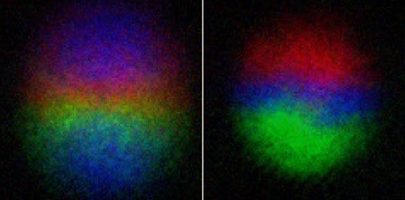 A gauche : image expérimentale du monopole quantique. À droite : après 0,2 seconde, le monopole quantique s'est décomposé en monopole de Dirac. Les différentes couleurs représentent la direction de l'état magnétique interne des atomes et la luminosité correspond à la densité des particules. Crédit image : Tuomas Ollikainen.