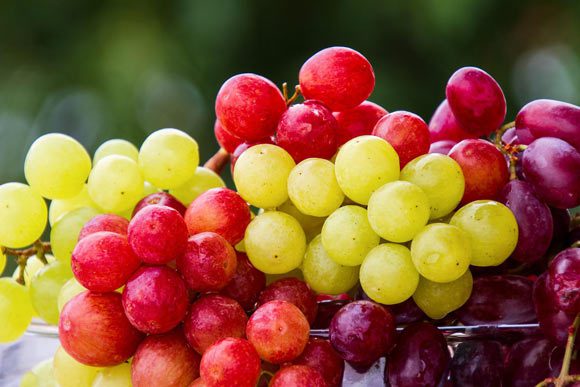 La consommation de raisin réduit la stéatose hépatique, prolonge la durée de vie, modifie l'expression des gènes dans le cerveau, change le métabolisme et a des effets positifs sur le comportement et la cognition. Crédit image : Nicky Pe.