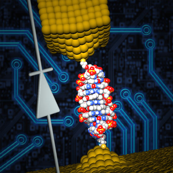 Les scientifiques ont inséré une petite molécule appelée coralyne dans l'ADN et ont pu créer une diode monomoléculaire, qui peut être utilisée comme élément actif dans les futurs circuits à l'échelle nanométrique. Crédit d'image : Université de Géorgie / Université Ben-Gurion du Néguev.