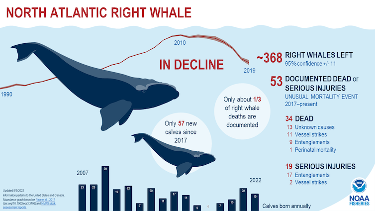 Graphique montrant le nombre de baleineaux nés chaque année entre 2007 et 2022.