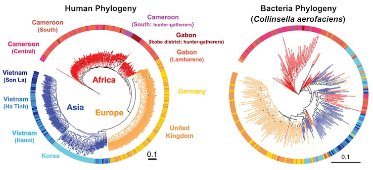 Deux arbres phylogénétiques comparant la diversité génétique humaine à travers les régions géographiques à la diversité génétique de _Collinsella aerofaciens_.