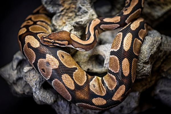 Python birman