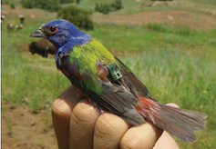 Oiseau chanteur coloré avec une petite étiquette de géolocalisation attachée à son dos.