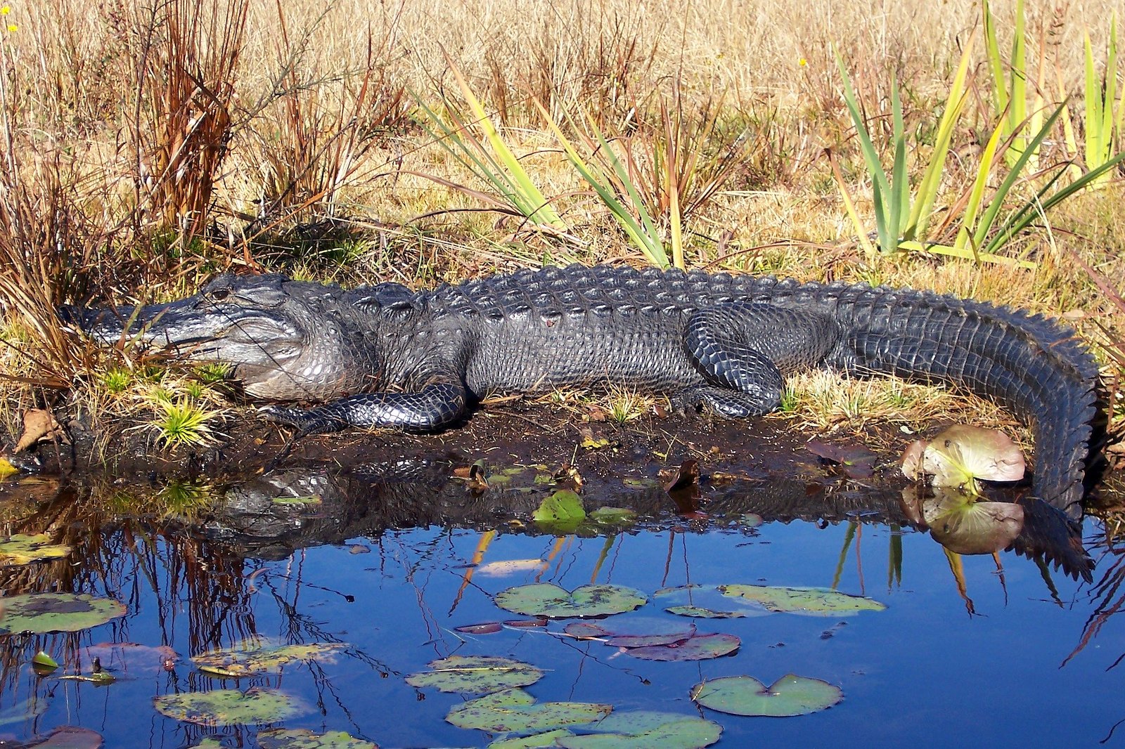 un grand alligator regarde vers la gauche devant un bassin d'eau avec des nénuphars