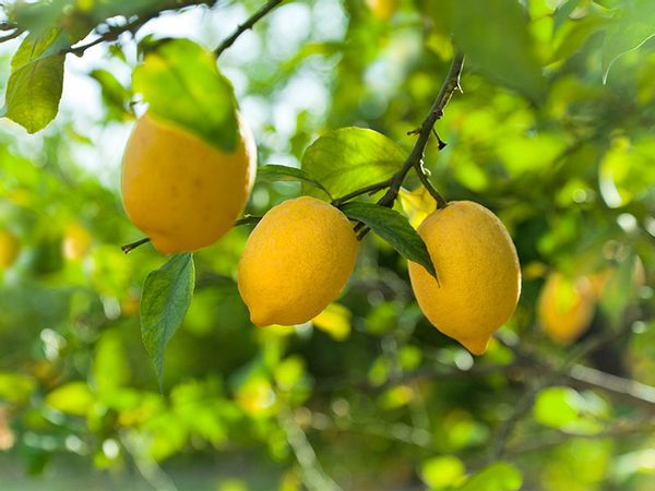 Fruits au citron