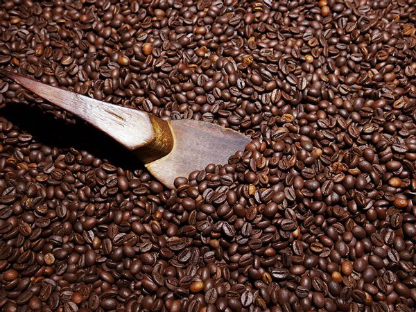 Grains de café arabica torréfiés