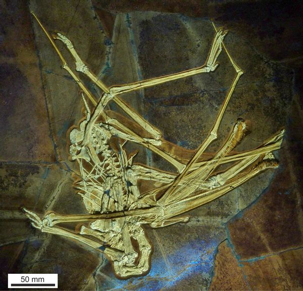 Les ossements de Balaenognathus maeuseri