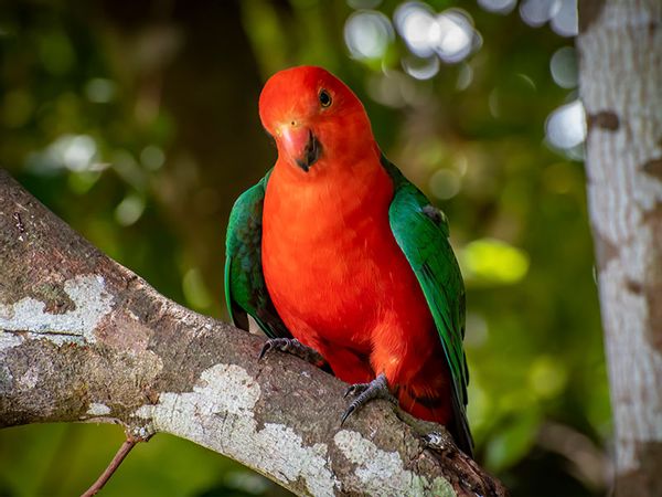 Perroquet royal d'Australie