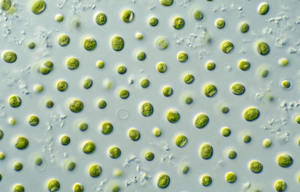 Un exemple de microalgue appelée Nannochloropsis, pour donner une idée du type d'organisme dans l'étude de la terre slushball. Avec l'aimable autorisation du CSIRO. 