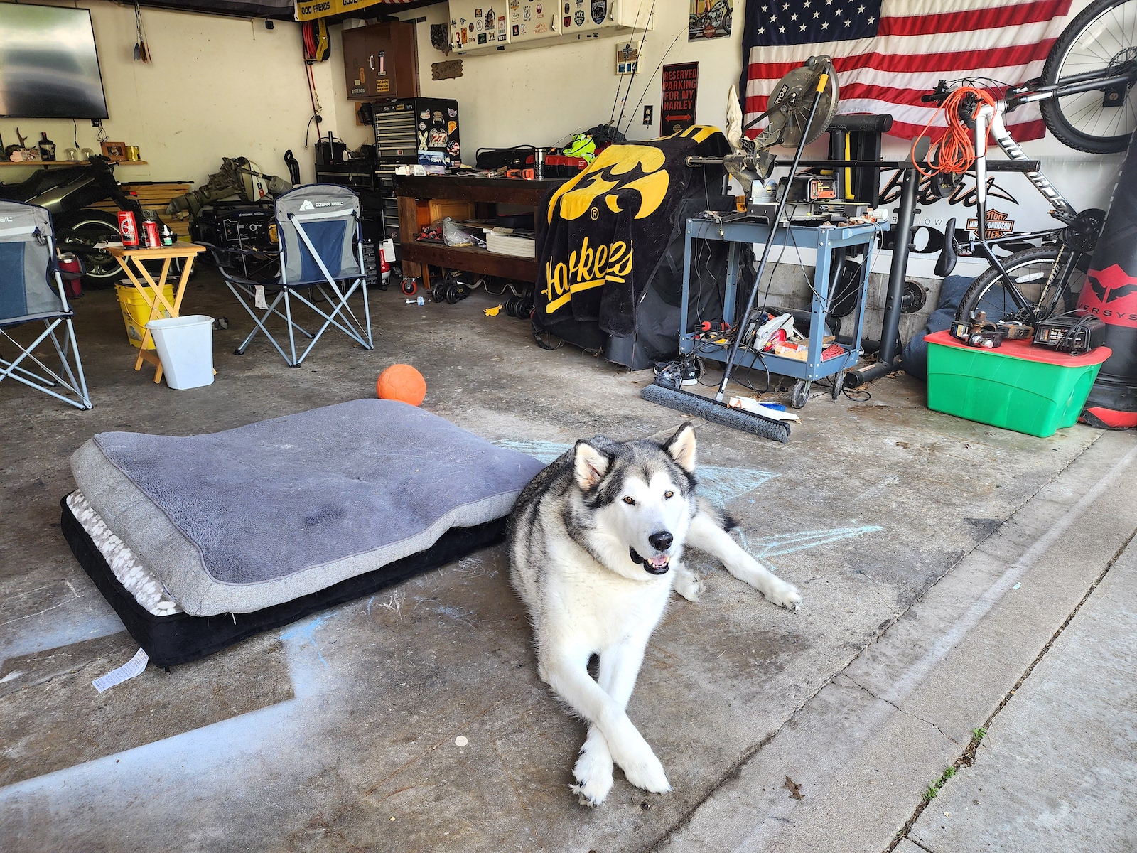 un chien blanc et gris poilu se trouve sur le sol d'un garage