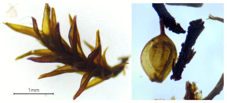 Deux images au microscope montrent de minuscules fossiles de plantes. L'un une tige de mousse et l'autre une graine de carex.