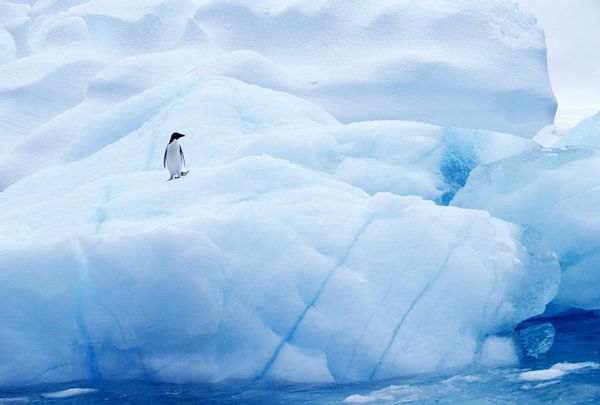 PINGOUIN SUR ICEBERG DANS L'ANTARCTIQUE