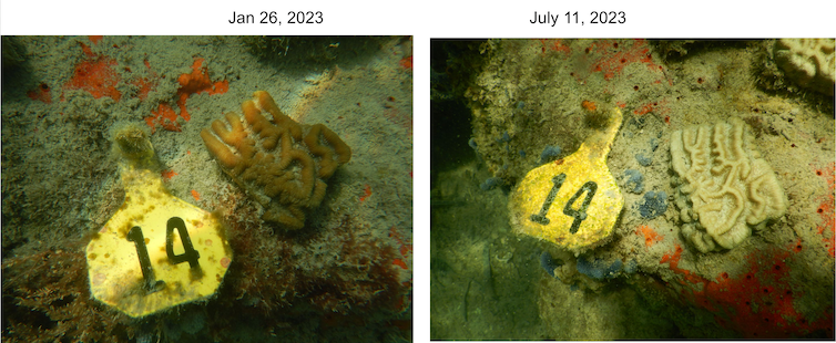 Deux photos montrent un corail à deux dates différentes, l'un sain et de couleur rougeâtre, l'autre blanc.
